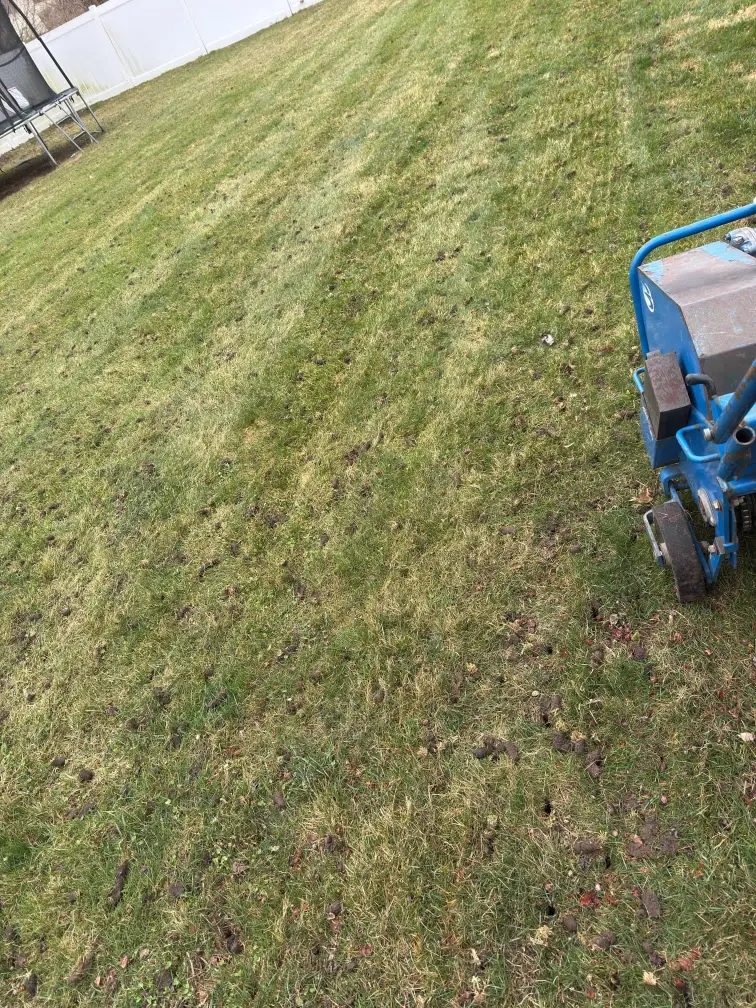 Lawn Aeration & Overseeding
